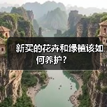 新买的花卉和绿植该如何养护？（图2）