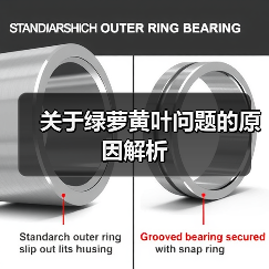 关于绿萝黄叶问题的原因解析（图4）