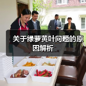 关于绿萝黄叶问题的原因解析（图3）
