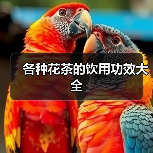各种花茶的饮用功效大全（图2）