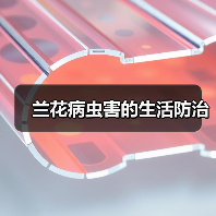 兰花病虫害的生活防治（图1）
