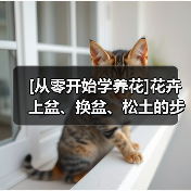 [从零开始学养花]花卉上盆、换盆、松土的步骤和方法（图3）