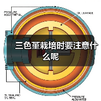 三色堇栽培时要注意什么呢（图4）