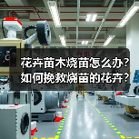 花卉苗木烧苗怎么办？如何挽救烧苗的花卉？