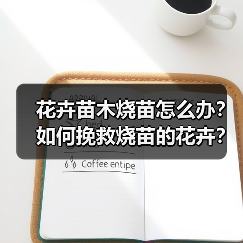 花卉苗木烧苗怎么办？如何挽救烧苗的花卉？（图2）