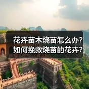花卉苗木烧苗怎么办？如何挽救烧苗的花卉？（图4）
