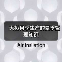 大棚月季生产的夏季管理知识