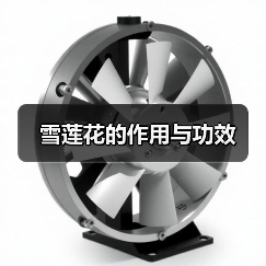 雪莲花的作用与功效（图4）