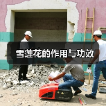 雪莲花的作用与功效（图3）