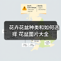 花卉花盆种类和如何选择 花盆图片大全（图4）