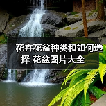 花卉花盆种类和如何选择 花盆图片大全（图3）