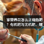 家里养花怎么正确施肥？有机肥与无机肥，哪一种更好？