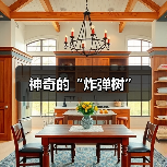 神奇的“炸弹树”