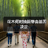 花木何时抽新芽由基因决定（图2）