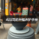 鸡冠花的种植养护手册（图4）