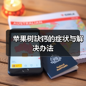 苹果树缺钙的症状与解决办法