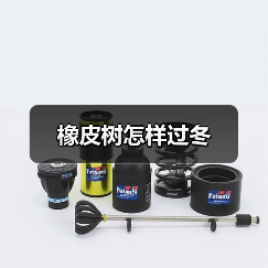 橡皮树怎样过冬（图3）