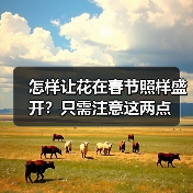怎样让花在春节照样盛开？只需注意这两点（图2）