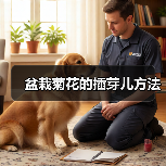 盆栽菊花的插芽儿方法