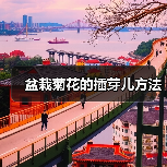 盆栽菊花的插芽儿方法（图4）