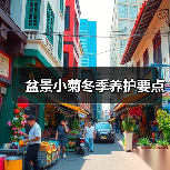 盆景小菊冬季养护要点（图2）