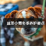 盆景小菊冬季养护要点（图4）