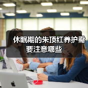 休眠期的朱顶红养护需要注意哪些