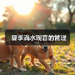 夏季滴水观音的管理（图2）