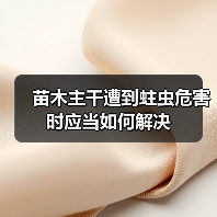 苗木主干遭到蛀虫危害时应当如何解决(图1) 苗木主干遭到蛀虫危害时应当如何解决(图1)