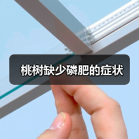 桃树缺少磷肥的症状(图4) 桃树缺少磷肥的症状(图4)