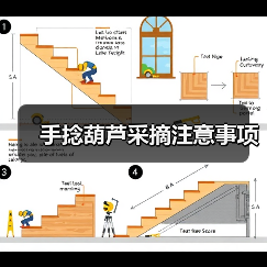手捻葫芦采摘注意事项(图3) 手捻葫芦采摘注意事项(图3)