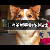 非洲堇新手养殖小贴士(图3) 非洲堇新手养殖小贴士(图3)