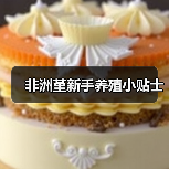 非洲堇新手养殖小贴士(图2) 非洲堇新手养殖小贴士(图2)