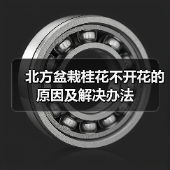 北方盆栽桂花不开花的原因及解决办法(图4) 北方盆栽桂花不开花的原因及解决办法(图4)
