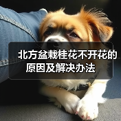 北方盆栽桂花不开花的原因及解决办法(图2) 北方盆栽桂花不开花的原因及解决办法(图2)
