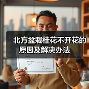 北方盆栽桂花不开花的原因及解决办法(图3) 北方盆栽桂花不开花的原因及解决办法(图3)
