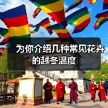为你介绍几种常见花卉的越冬温度(图4) 为你介绍几种常见花卉的越冬温度(图4)