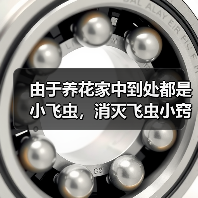 由于养花家中到处都是小飞虫，消灭飞虫小窍门有哪些（图4）