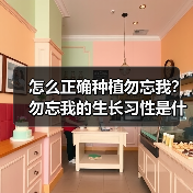 怎么正确种植勿忘我?勿忘我的生长习性是什么?(图2) 怎么正确种植勿忘我?勿忘我的生长习性是什么?(图2)