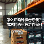 怎么正确种植勿忘我?勿忘我的生长习性是什么?(图4) 怎么正确种植勿忘我?勿忘我的生长习性是什么?(图4)