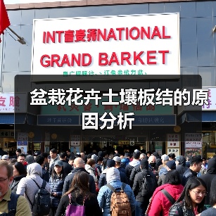 盆栽花卉土壤板结的原因分析(图3) 盆栽花卉土壤板结的原因分析(图3)