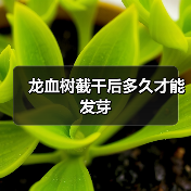 龙血树截干后多久才能发芽(图3) 龙血树截干后多久才能发芽(图3)
