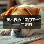 花木界的“国门卫士”—— 丁元明(图4) 花木界的“国门卫士”—— 丁元明(图4)