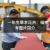 一年生草本花卉:福禄考图片简介(图4) 一年生草本花卉:福禄考图片简介(图4)