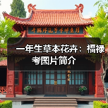 一年生草本花卉:福禄考图片简介(图1) 一年生草本花卉:福禄考图片简介(图1)