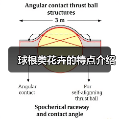 球根类花卉的特点介绍(图2) 球根类花卉的特点介绍(图2)