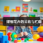 球根花卉的采收与贮藏(图3) 球根花卉的采收与贮藏(图3)