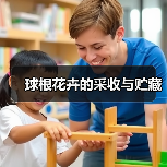 球根花卉的采收与贮藏(图4) 球根花卉的采收与贮藏(图4)
