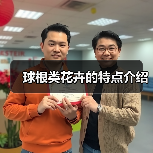 球根类花卉的特点介绍(图4) 球根类花卉的特点介绍(图4)