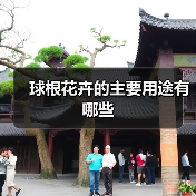 球根花卉的主要用途有哪些（图3）